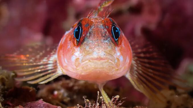 Fotografía submarina mostrando la rica biodiversidad de un ecosistema acuático chileno, con peces de colores y corales, representando la temática del concurso Ojo de Pez 2026.