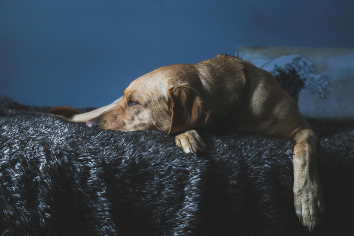 Perro abrigado descansando en un hogar acogedor durante el invierno.