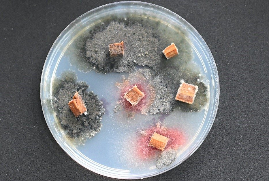 Investigadores de INIA Quilamapu presentando el inoculante biológico Trunkguard para el control de hongos en árboles frutales.