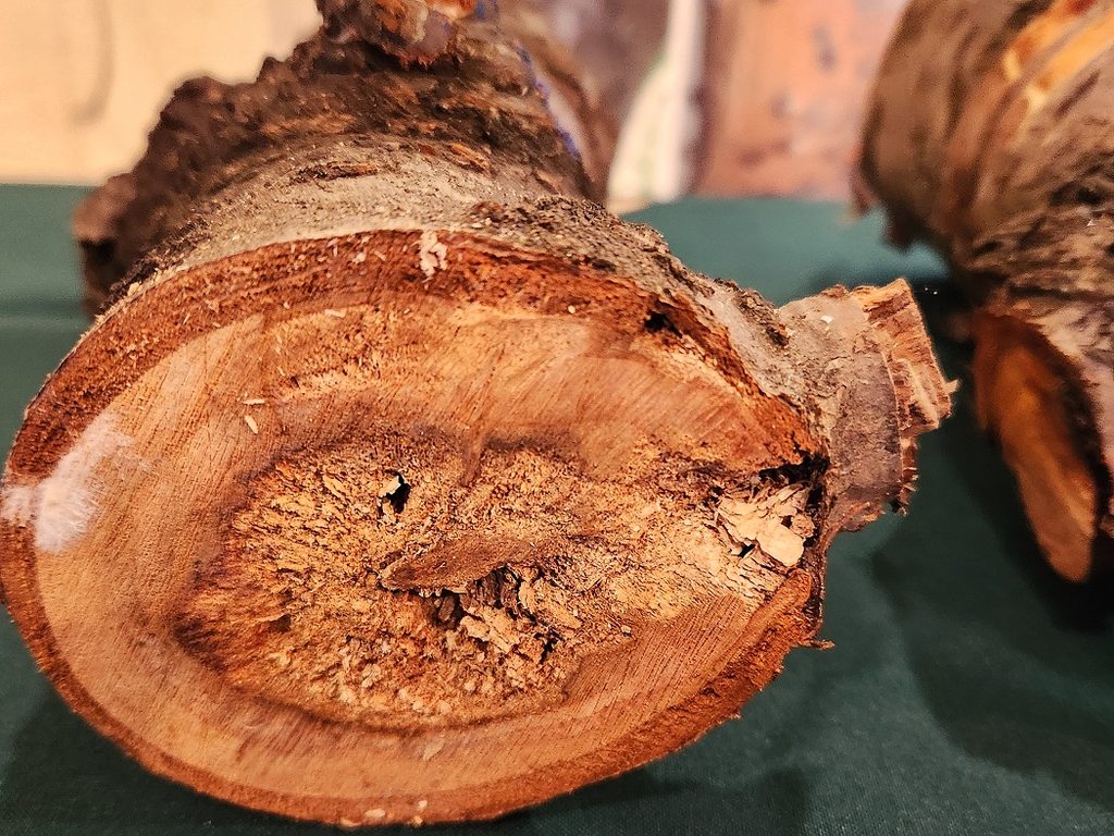 Investigadores de INIA Quilamapu presentando el inoculante biológico Trunkguard para el control de hongos en árboles frutales.