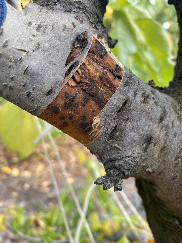 Investigadores de INIA Quilamapu presentando el inoculante biológico Trunkguard para el control de hongos en árboles frutales.