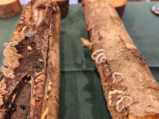 Investigadores de INIA Quilamapu presentando el inoculante biológico Trunkguard para el control de hongos en árboles frutales.