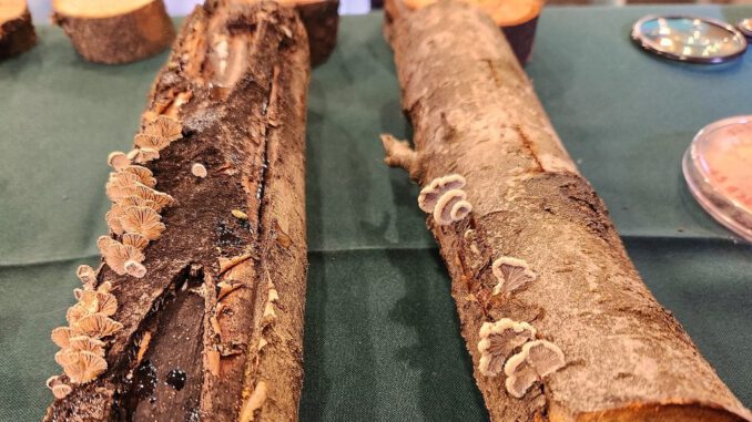 Investigadores de INIA Quilamapu presentando el inoculante biológico Trunkguard para el control de hongos en árboles frutales.