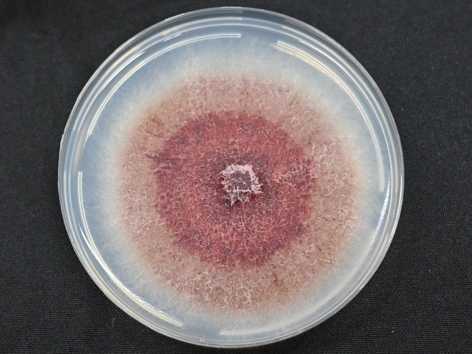 Investigadores de INIA Quilamapu presentando el inoculante biológico Trunkguard para el control de hongos en árboles frutales.