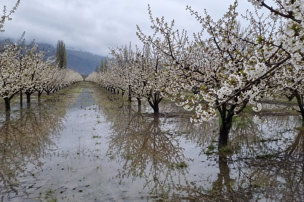 Frutales en floración bajo amenaza de lluvias intensas debido al fenómeno de El Niño