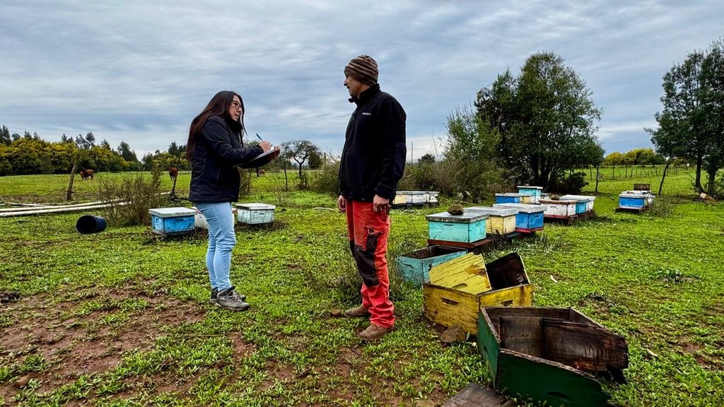 Equipos de INDAP realizando catastro de daños en cultivos tras el sistema frontal en el sur de Chile