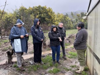 Equipos de INDAP realizando catastro de daños en cultivos tras el sistema frontal en el sur de Chile