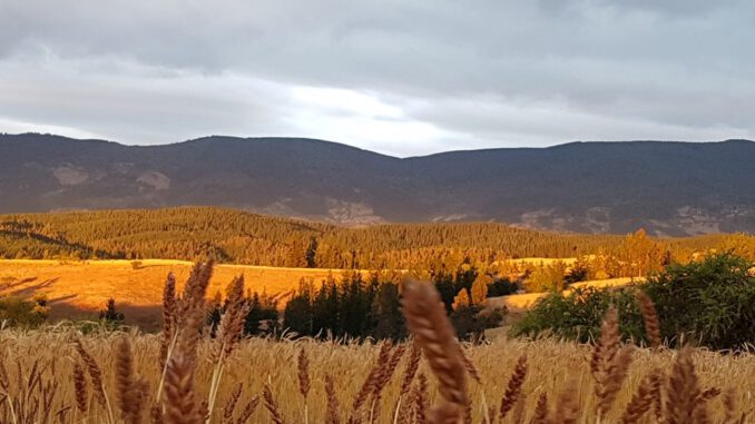Investigadoras analizando variedades de trigo tradicional y moderno en un ensayo de campo