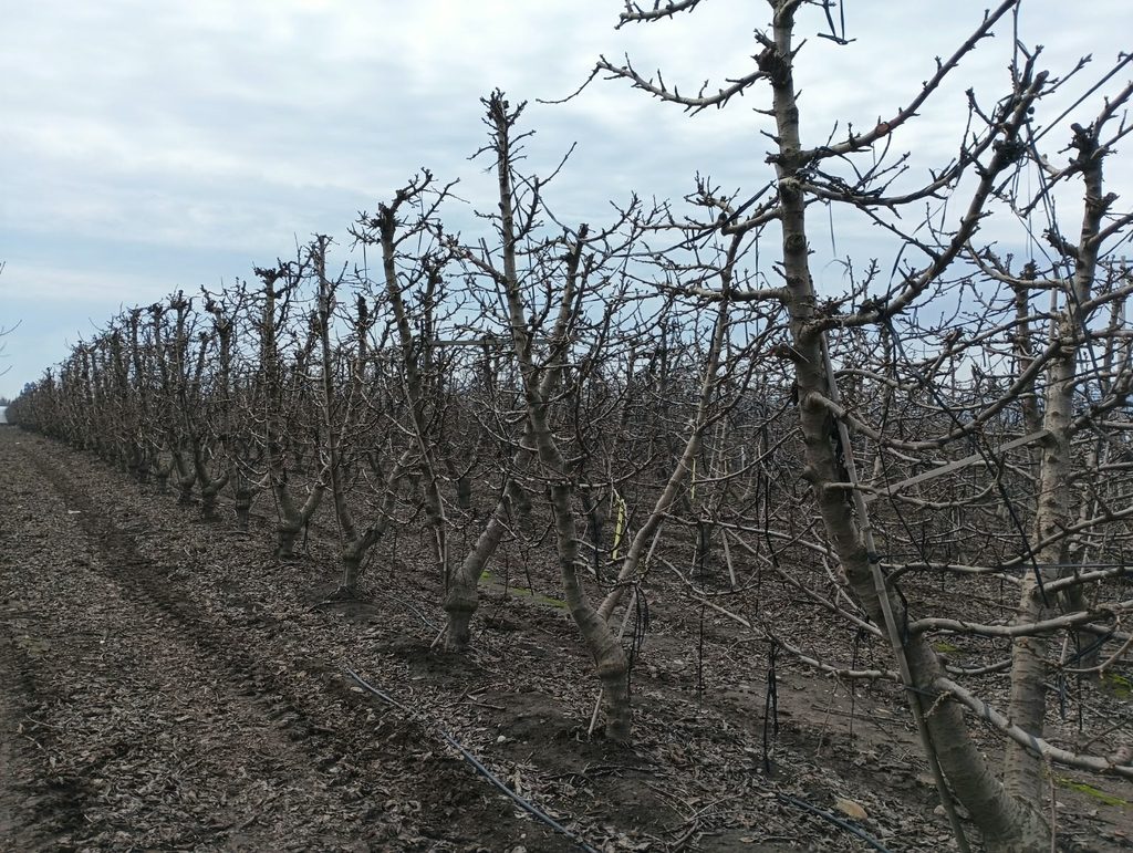 Huerto de cerezos bajo condiciones climáticas de primavera con riesgo de anegamiento.