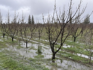 Huerto de cerezos bajo condiciones climáticas de primavera con riesgo de anegamiento.