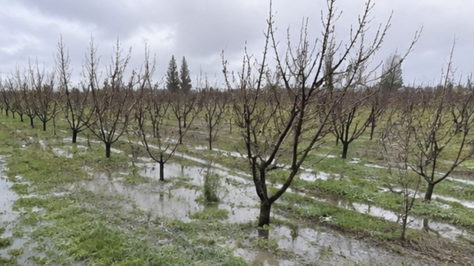 Huerto de cerezos bajo condiciones climáticas de primavera con riesgo de anegamiento.