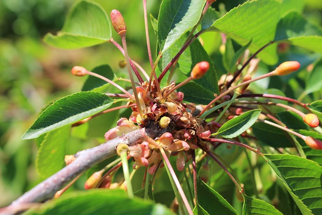 Huerto de cerezos bajo condiciones climáticas de primavera con riesgo de anegamiento.