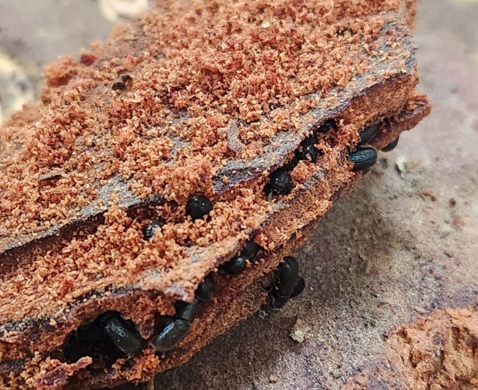 Investigadores analizando el dispositivo Lignitrap para el control del escarabajo de la corteza del pino en Chile.