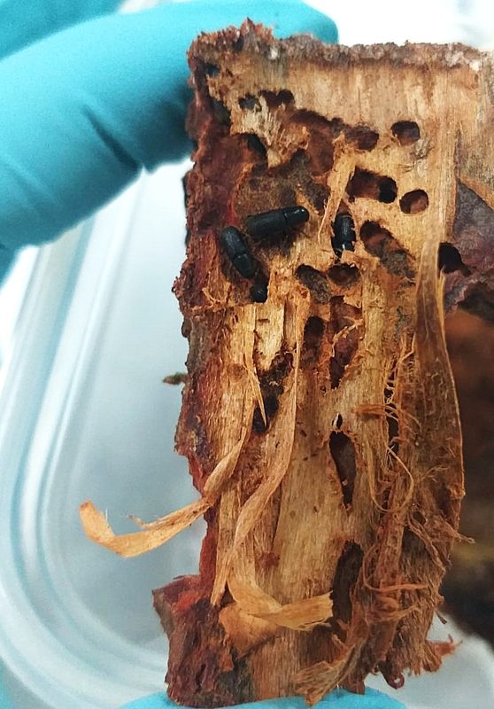 Investigadores analizando el dispositivo Lignitrap para el control del escarabajo de la corteza del pino en Chile.