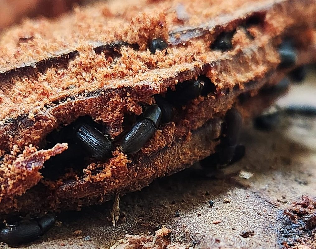 Investigadores analizando el dispositivo Lignitrap para el control del escarabajo de la corteza del pino en Chile.