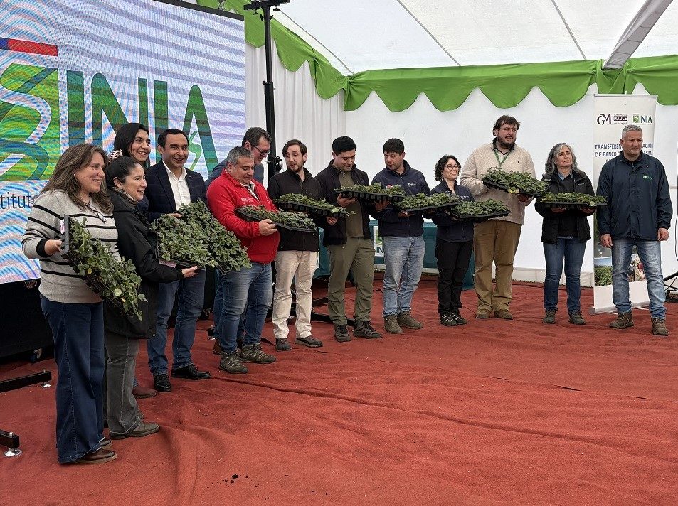 Entrega de plantas de frutilla variedad Albion a agricultores locales por parte del INIA en el Maule
