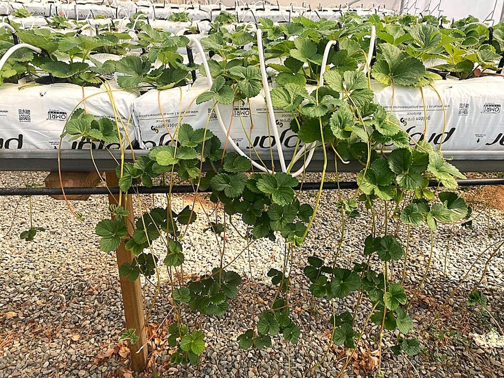 Entrega de plantas de frutilla variedad Albion a agricultores locales por parte del INIA en el Maule