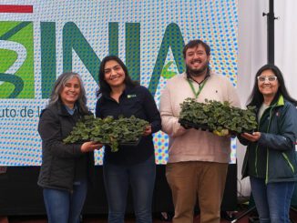 Entrega de plantas de frutilla variedad Albion a agricultores locales por parte del INIA en el Maule