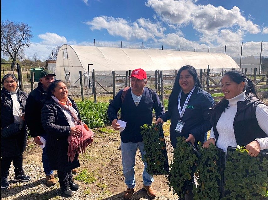 Entrega de plantas de frutilla variedad Albion a agricultores locales por parte del INIA en el Maule