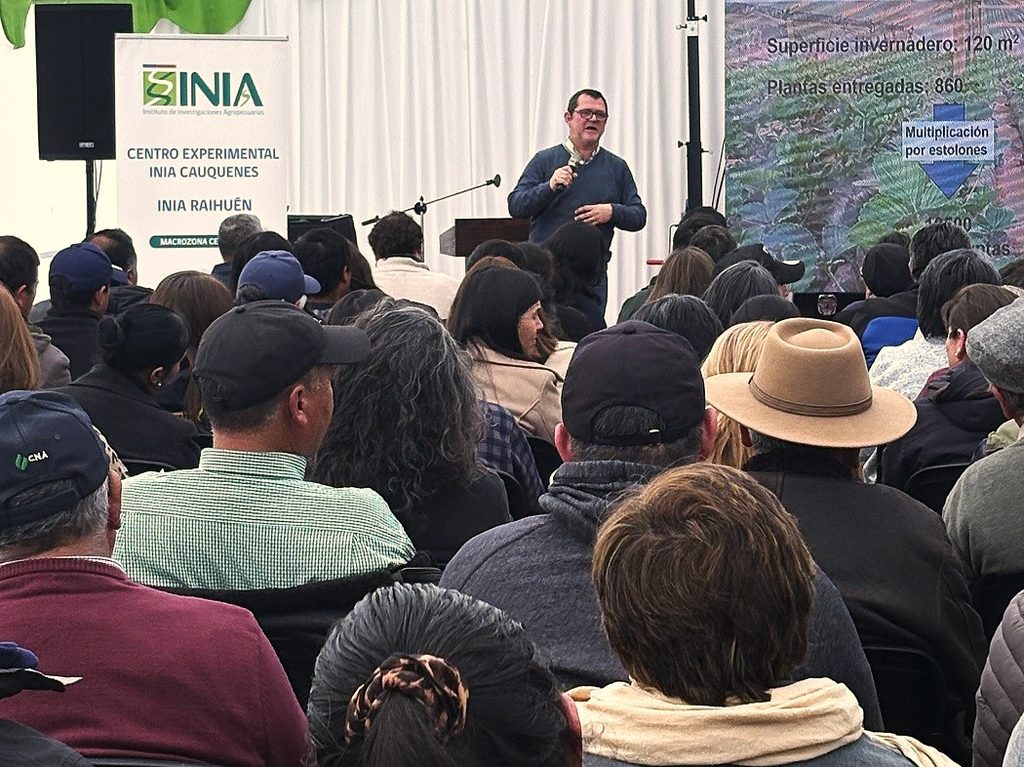 Entrega de plantas de frutilla variedad Albion a agricultores locales por parte del INIA en el Maule