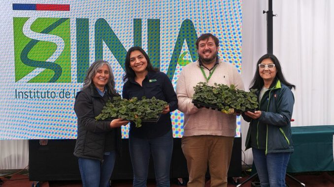 Entrega de plantas de frutilla variedad Albion a agricultores locales por parte del INIA en el Maule