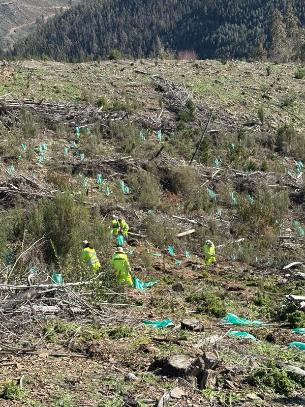 Trabajadoras de CONAF realizando plantación de especies nativas en predio afectado por incendios