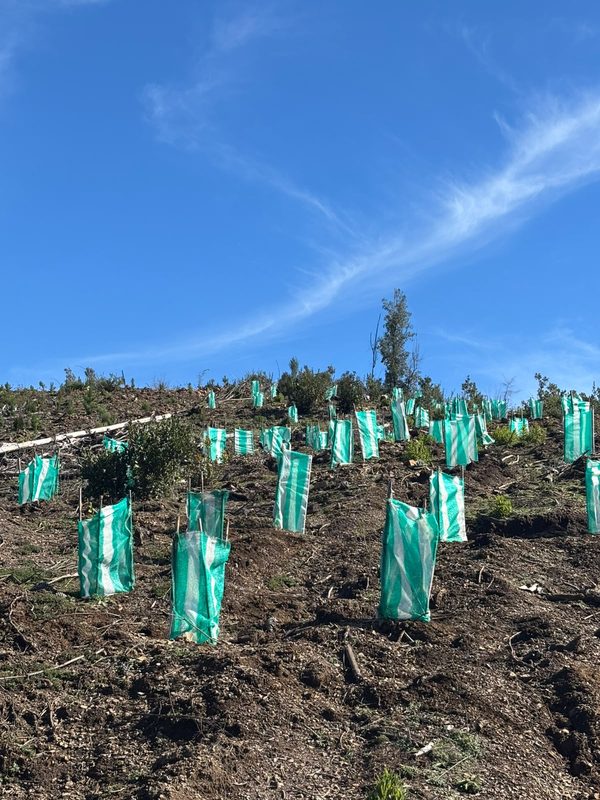 Trabajadoras de CONAF realizando plantación de especies nativas en predio afectado por incendios