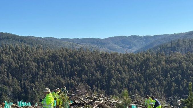 Trabajadoras de CONAF realizando plantación de especies nativas en predio afectado por incendios