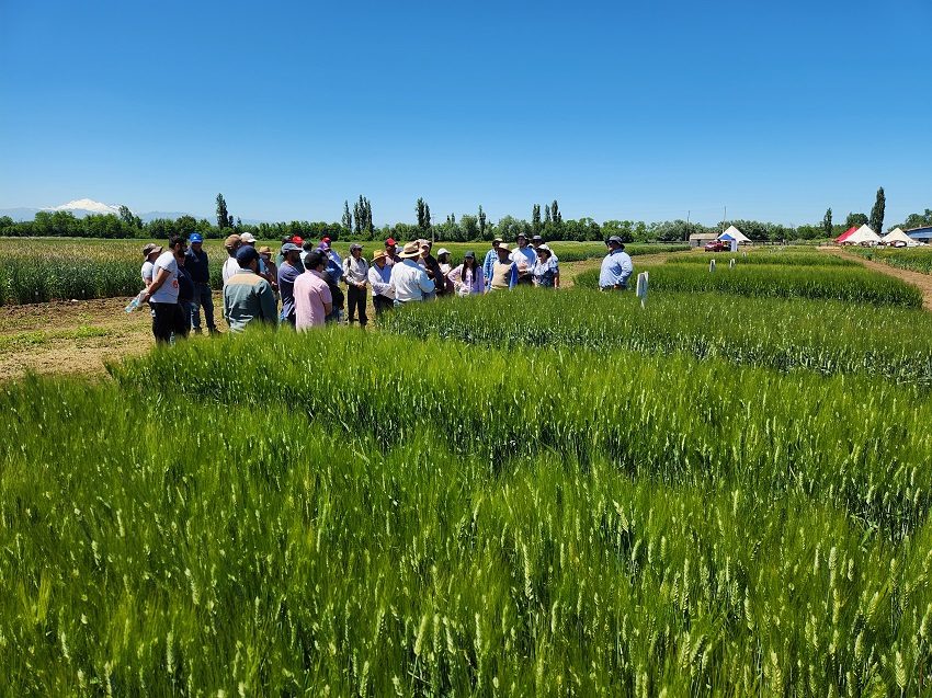 Agricultores participando en estaciones técnicas de innovación agrícola en el Campo Experimental Santa Rosa de INIA Quilamapu