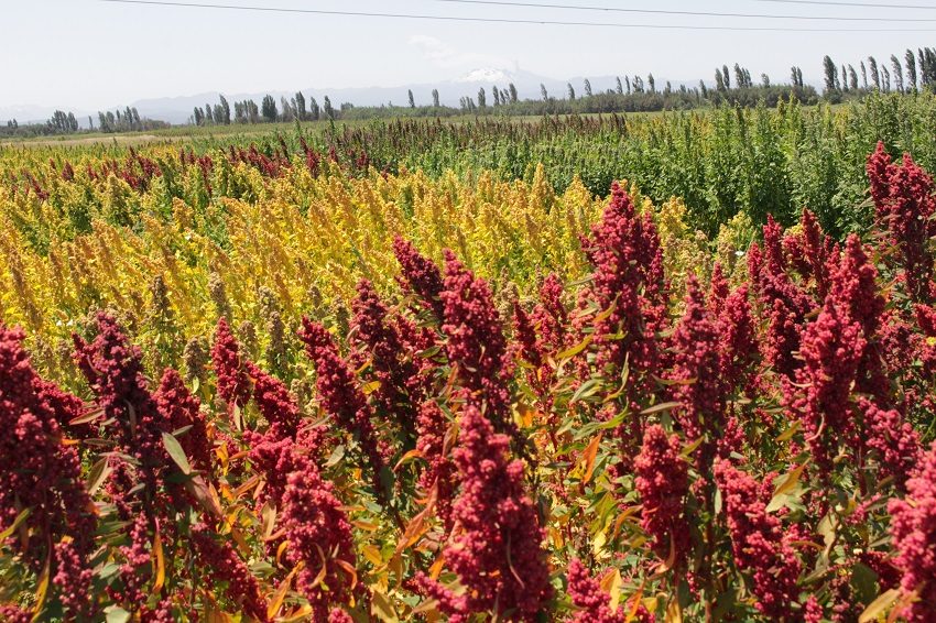 Agricultores participando en estaciones técnicas de innovación agrícola en el Campo Experimental Santa Rosa de INIA Quilamapu