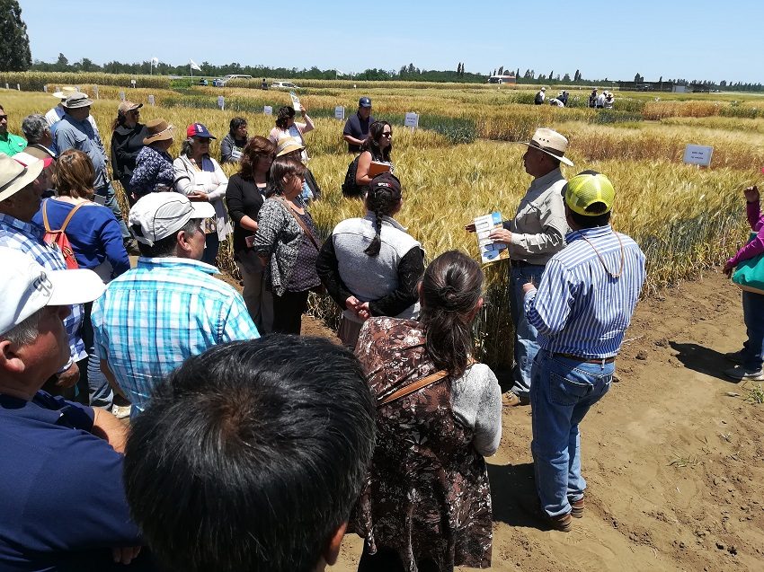 Agricultores participando en estaciones técnicas de innovación agrícola en el Campo Experimental Santa Rosa de INIA Quilamapu