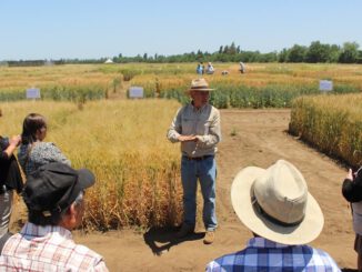 Agricultores participando en estaciones técnicas de innovación agrícola en el Campo Experimental Santa Rosa de INIA Quilamapu