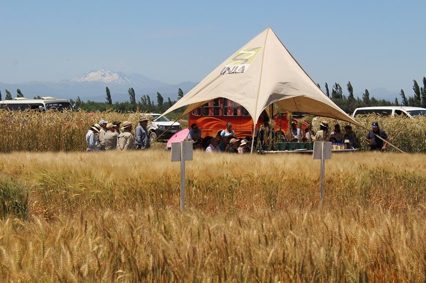 Agricultores participando en estaciones técnicas de innovación agrícola en el Campo Experimental Santa Rosa de INIA Quilamapu