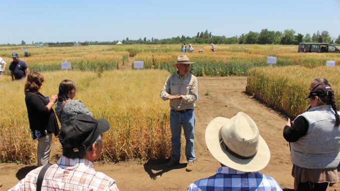 Agricultores participando en estaciones técnicas de innovación agrícola en el Campo Experimental Santa Rosa de INIA Quilamapu