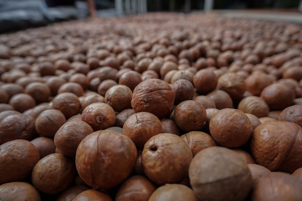 Agricultores de Ñuble visitando plantaciones de macadamia en Guatemala durante gira técnica