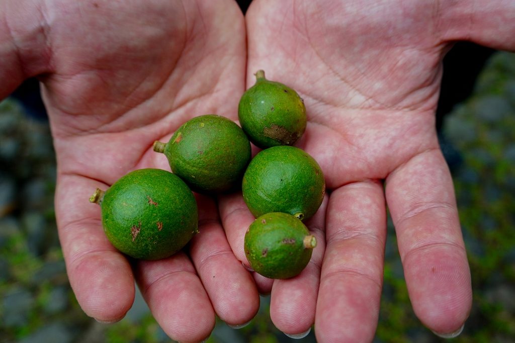 Agricultores de Ñuble visitando plantaciones de macadamia en Guatemala durante gira técnica